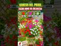 Ganesh Bail ki Dekhbhal kaise karein? | Cypress Vine Care and Growing Tips 🌸#short#viral#tranding