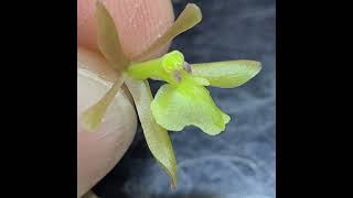 Dissecting an orchid flower, Epidendrum magnoliae.