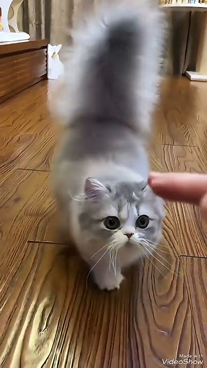 animal 5