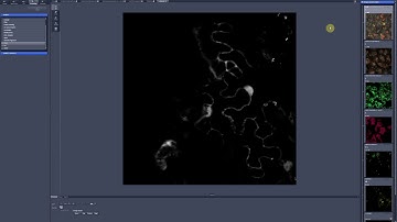 10. ZEN black. Image processing. Workspace