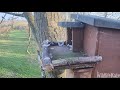 Tawny Owl attacks Stock Dove