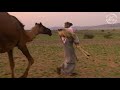 انا شف بالي شوفة الوضح ي فهاد كلمات خالد المذعور اداء ماجد خضير مشاهد من ربيع 1440 هـ انا شف بالي شوفة الوضح ي فهاد كلمات خالد المذعور اداء ماجد خضير مشاهد من ربيع 1440 هـ