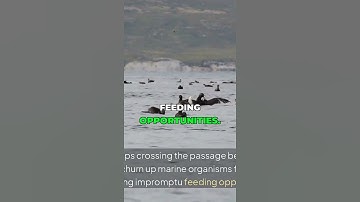 The Genius of Seabirds in the Drake Passage #shorts #travel