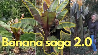 Overwintering THE banana in zone 5 (and why I maybe shouldn&#39;t)