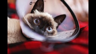 Try not to laugh   watching cute fanny animals