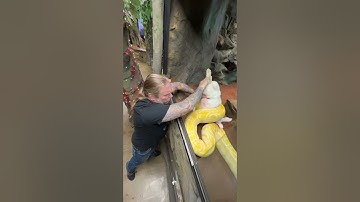 Giant Yellow Snake Takes Down Rabbit!  #snake