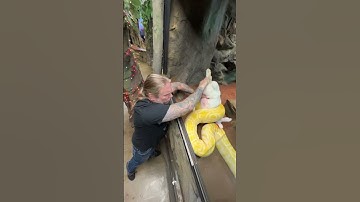 Giant Yellow Snake Takes Down Rabbit!  #snake