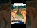 @silent_realisties1 #YouTubeShorts #ViralShorts #FunnyVideos #TryNotToLaugh #FunnyMoments #SoFunny