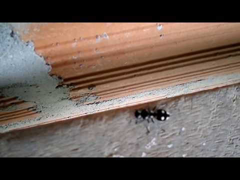 Vídeo: Se Han Descubierto Hormigas Unisexuales únicas En América Del Sur - Vista Alternativa