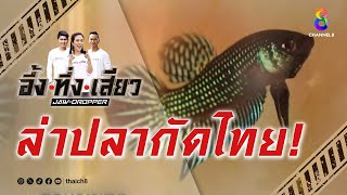 ล่าปลากัดไทย! | อึ้ง ทึ่ง เสียว