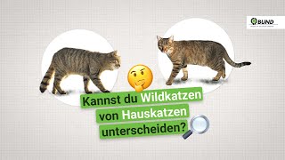 Vorsicht Verwechslungsgefahr  Unterschied zwischen Wildkatze und Hauskarte