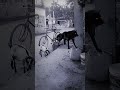 APT virson india #funny #comedy #cute #funnyanimals#wolfoo#wolfsound#wolfteam#wolfresidence#localsta