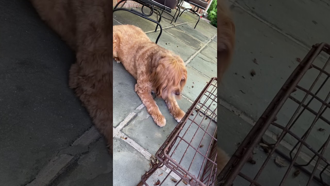 Dog eating cicadas