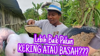 Lebih Baik Mana Pakan BABI KERING ATAU BASAH?? Peternakan Babi Di Bali