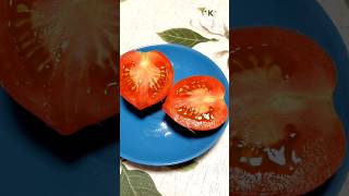 Томат Папина дочка 🍅 #томаты #теплица #урожай #рассада #сад #огород #дача #хобби #растения