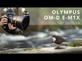 Image Stabilisation Olympus OM-D E-M1X | 300mm f/4 M.Zuiko + 1.4x Extender | Bird Photography Dipper