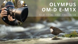 Image Stabilisation Olympus OM-D E-M1X | 300mm f/4 M.Zuiko + 1.4x Extender | Bird Photography Dipper