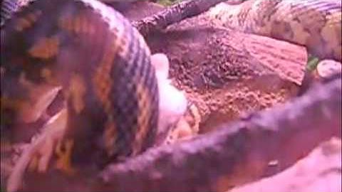 Irian Jaya Carpet Python Feeding