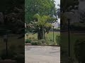 Raanjhana ve slowed and reverb # cute love song #beautiful Plants #shorts #trending #viral