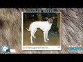 Japanese Terrier 🐶🐾 Everything Dog Breeds 🐾🐶 の動画、YouTube動画。
