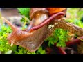 A Close-Up Look at Snails and Millipedes Coexist in Peace #peacefulCoexintence