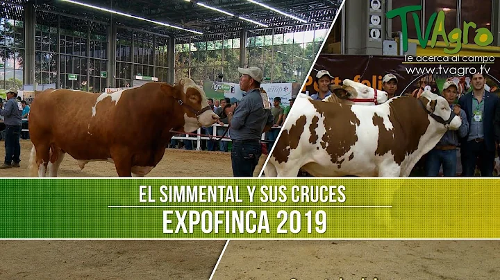 Importancia del Simmental y sus Cruces- TvAgro por...