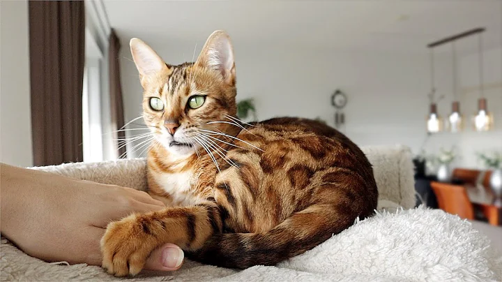 Video 651521: pregnant bengal cat