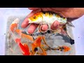 Looking for real koi fish, goldfish koki oranda, koki black moor, sea toys, crab, lobster - Part236