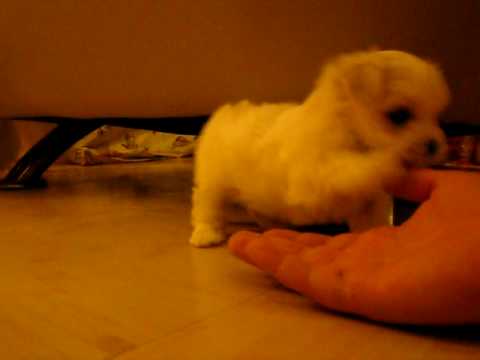 Scampering Maltese Puppies