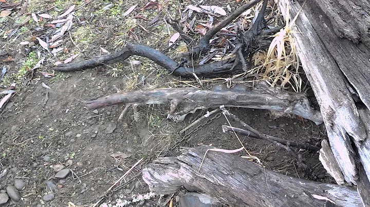 Backyard trap line 2013/14 part 6...more catches, and some things you don't see every day