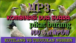 Mp3 suara pikat burung trucukan vs kutilang alam