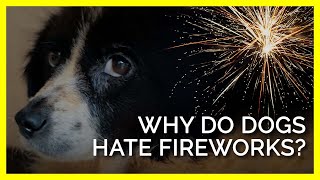 why do dogs hate fireworks so much