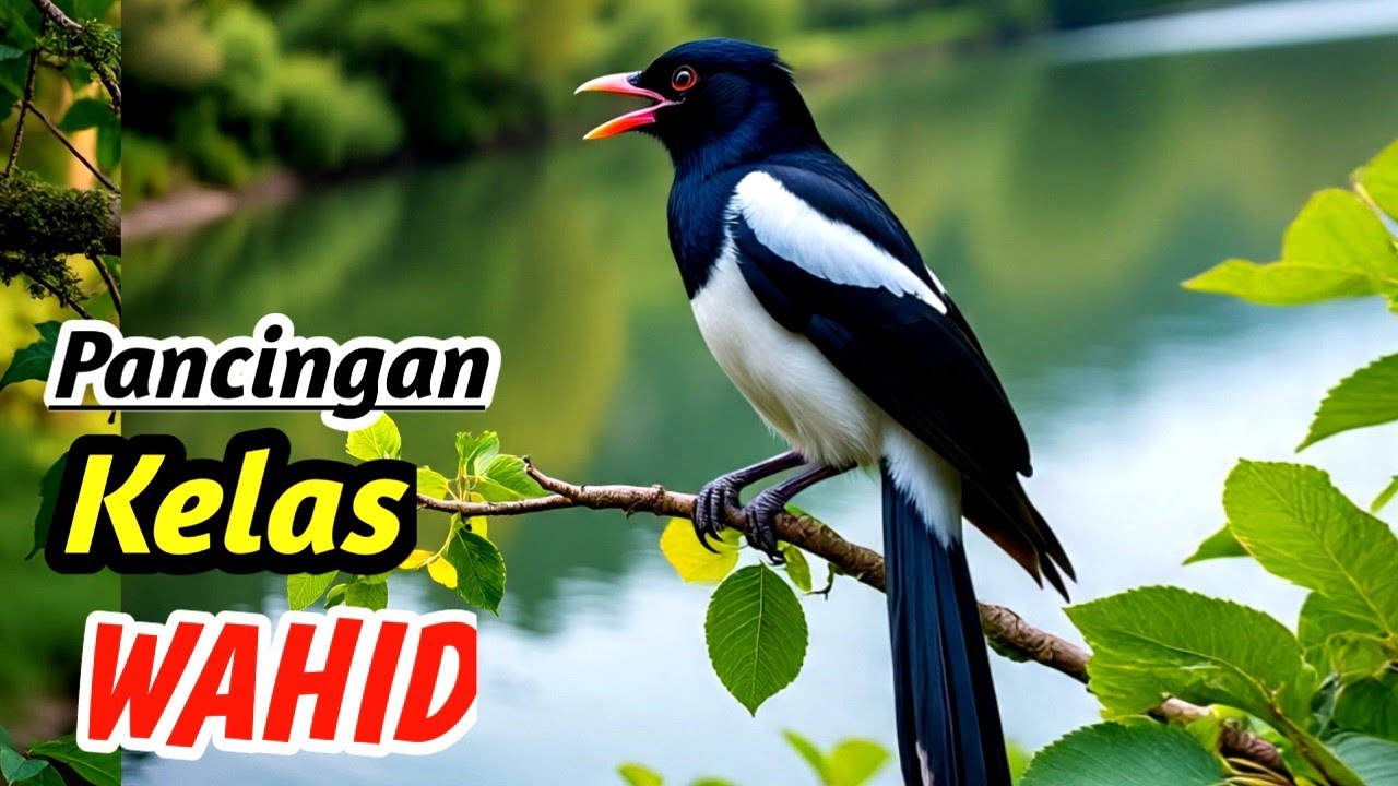 Kacer Ultimate Champion Sound – Masteran Ampuh Anti Gagal Gacor