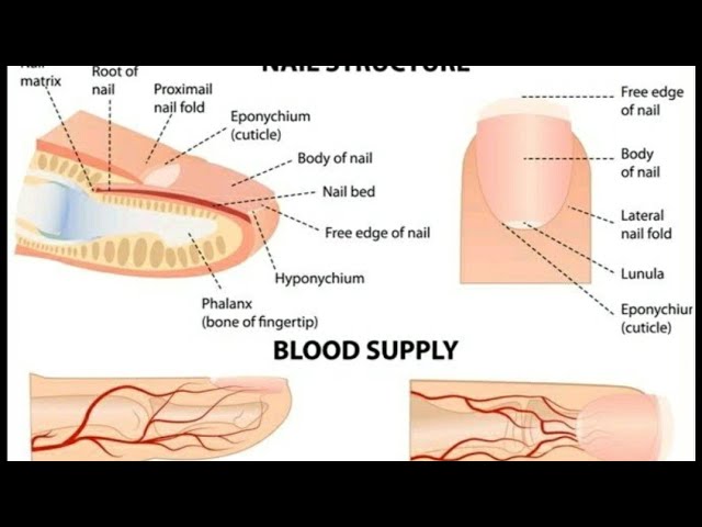 Student Worksheets on the Structure of Nails | PDF | Nail (Anatomy) | Foot