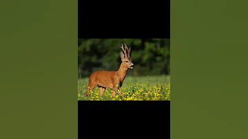 Европейская косуля