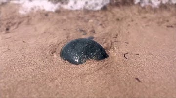 Max Würden - Desiccate - from the album FORMAT