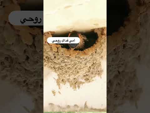 أمي فداك روحي يا بلسم جروحي
