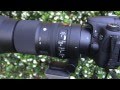 Sigma 150-600mm F5-6.3 DG OS HSM Contemporary Review
