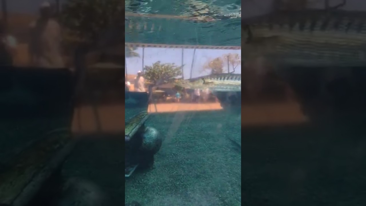 🐟Ooooh, Barracuda!