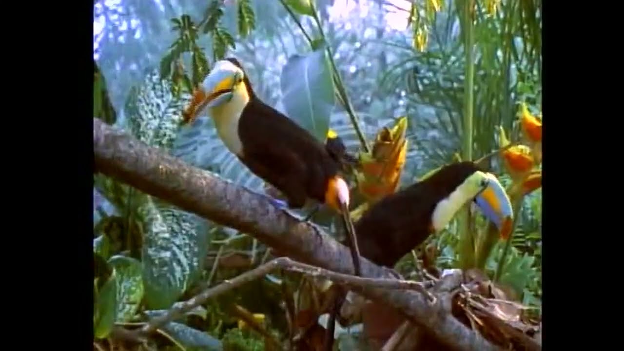 Baby Einstein Stock Footage Toucans Youtube