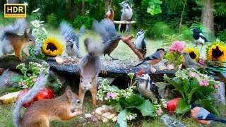 Cat TV  Forest Friends & Flower Party for All  Squirrels for Dogs & Birds for Cats or vice versa
