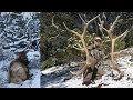It Happened! Big 6x6 Bull Elk Sheds Antler on camera! By Tines Up