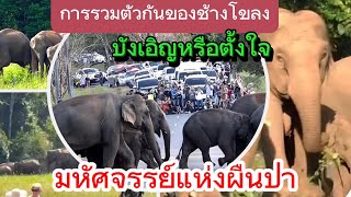 Ep.355 การรวมโขลงช้างป่า ความบังเอิญหรือตั้งใจ#wildlife #เขาใหญ่ #nature #ช้างป่า #news #animals