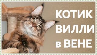 Котик Вилли в Вене