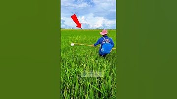 nông dân miền tây cắt ngọn lúa kiểu thái #tinnong #videoviral