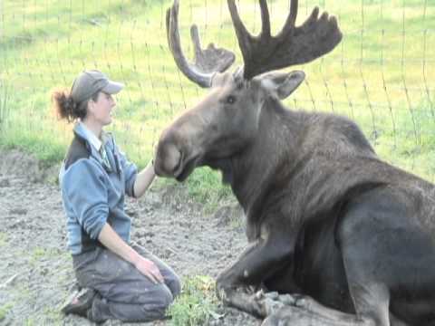 A Moose and His Girl