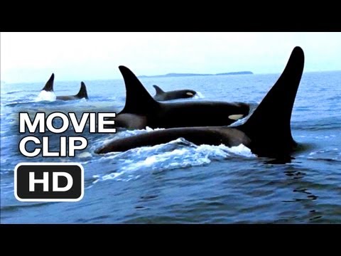 Blackfish Movie CLIP - Capturing Orcas (2013) - Documentary HD