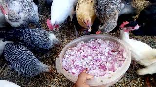 اهمية تربية الدجاج بالمنزل وانتاج بيض طبيعي بدون استعمال الادوية البيطرية