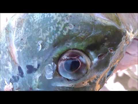 Vídeo: Olhos Vermelhos - Peixe Com Carne Muito Saborosa E Macia