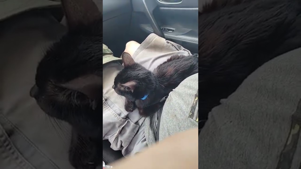 Where ever I go Hercules goes too, My traveling companion